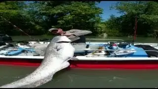 FISHING CATFISH WITH SQUID FROM BOAT by CATFISH WORLD