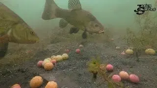 Bream, carp and tench feeding underwater