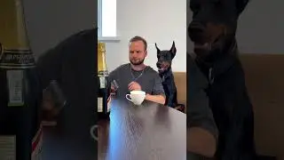 О чем с ними разговаривать ? #собака #доберман #мем #doberman #юмор