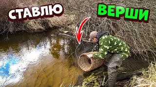 Ставлю верши. Наловил вьюнов. Запускаю вьюнов в пруд.
