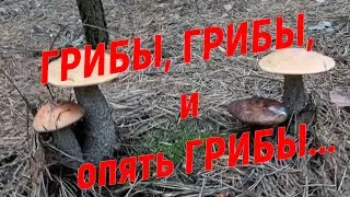 Грибы, грибы и еще раз грибы. Набрал столько, что больше и не надо.