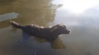 Купание собаки на реке. Собачка плавает в воде.