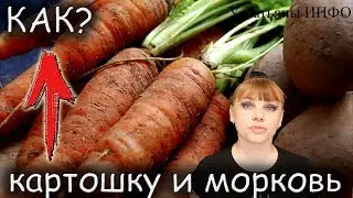 Как ПРАВИЛЬНО хранить КАРТОФЕЛЬ и МОРКОВЬ дома !!!