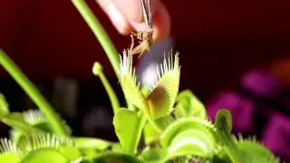 Feeding my Venus Flytrap with Crickets Part 01