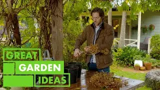 How to Grow Hydrangeas | GARDEN | Great Home Ideas