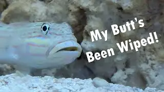 Surprised Fish