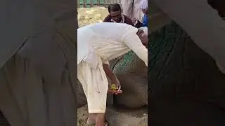 injured elephant 🐘