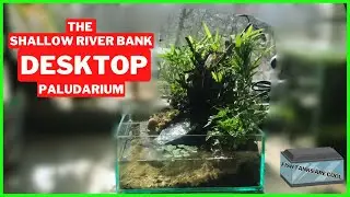 The Desktop Paladarium | Shallow River Bank