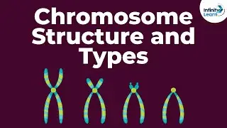 Genetics - Chromosome Structure and Types - Lesson 18 | Don't Memorise