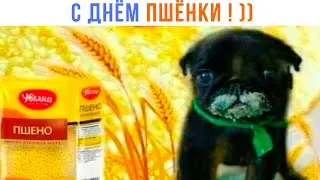 С Днём Пшёнки! ))) Приколы | Мемозг 1445