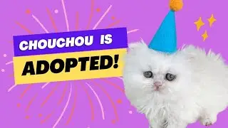 Chouchou is ADOPTED!