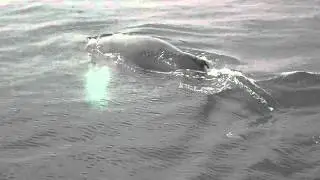 Humpback whales- Cape Cod