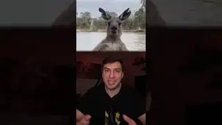 Кенгуру схватил