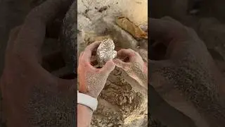 РОВНО ГОД НАЗАД ЗАКОПАЛ ЯЙЦО В ПЕСОК И ВОТ ЧТО С НИМ СТАЛО 