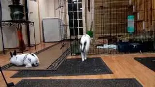 Bunny Binkies and more Binkies