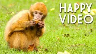 WANT MORE HAPPINESS? - Mood Lifting Compilation of Cute Animals & Nature