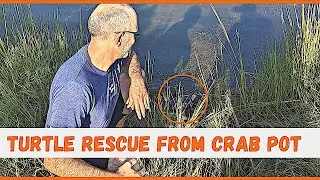 Turtle Rescue From Crab Pot