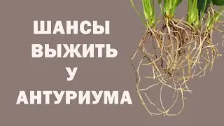 СПАСАЮ АНТУРИУМ/ ВЫРАЩИВАЮ ИЗ НИЧЕГО/ Часть 1