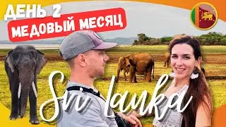 Испанский стыд на сафари. Медовый месяц День 2. Шри Ланка | Рома и Бланка | Shaykin