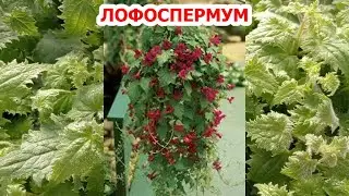 ФОРМИРУЕМ ЛОФОСПЕРМУМ.