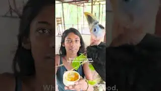 Rescued Baby Toucan Learns To Fly | The Dodo