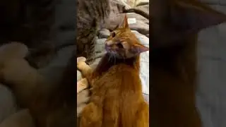 Дети приставучие. Мама устала.🐈😽