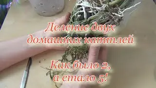 Деление двух шикарных кустов каттлей. Апрель и октябрь 2022.