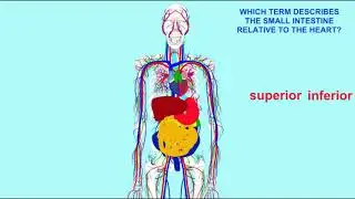 superior vs inferior anatomical directional terms