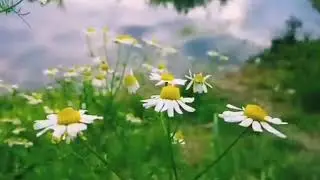 Мишель Веер: Ромашки спрятались. Исполняет Мишель Веер!