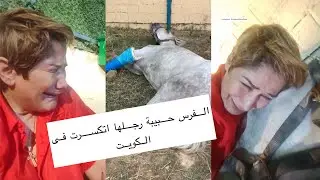 الفرس حبيبة رجلها اتكسرت فى الكويت