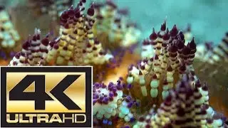 ♫♫♫ New Art of Relax ♥ Under Water Relax ♥ Macro-footage ♥ Underwater UltraHD Video ♥ Relax Music