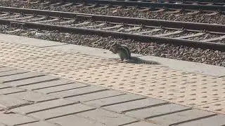 Squirrels Feeding at Railway Platform