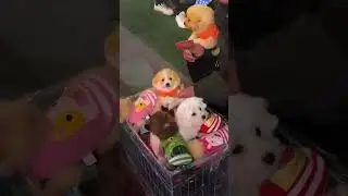 Toy puppy?🐕🐕