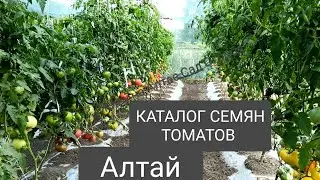 Каталог семян томатов на сезон 2024