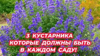 3 кустарника которые обязательно должны быть в каждом саду. Посадите не пожалеете!