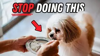 The WORST things you're doing to your Shih Tzu