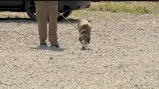 Dog found alone in abandoned house; owner charged