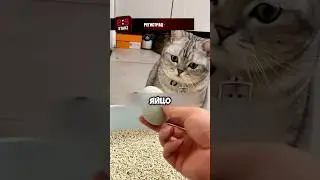 Кот снёс яйцо и стал отцом 🥚🐣 