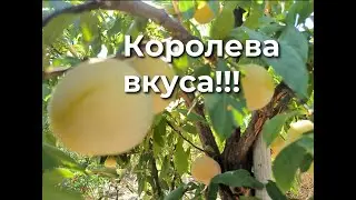 Флэвор Квин - гибрид с королевским вкусом!