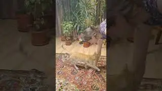 Марсик на манеже