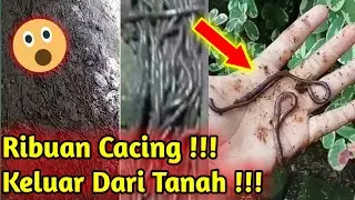 Video Ada Cacing Keluar Dari Tanah~Ribuan Cacing Keluar Dari Tanah~Fenomena Cacing Keluar Dari Tanah