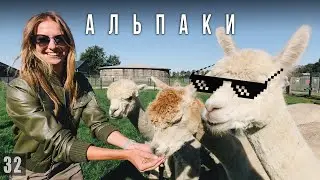 ШОК! МИЛАШКИ-АЛЬПАШКИ НЕ ЛЮБЯТ ЛЮДЕЙ!