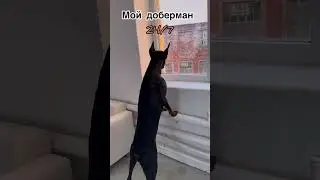 #юмор #доберман #собака #doberman #собаки