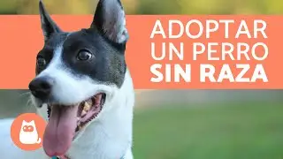 10 razones para ADOPTAR UN PERRO SIN RAZA