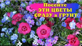 Посейте ЭТИ ЦВЕТЫ СРАЗУ в ГРУНТ в МАЕ и ЛЮБУЙТЕСЬ ЦВЕТЕНИЕМ ВСЁ ЛЕТО! Часть 1