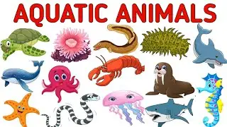 AQUATIC ANIMALS !!  Facts About Some watet Animals || The Kituu World