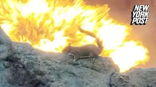 Squirrel vs. volcano! Disney goers go ‘nuts’ over fiery scene