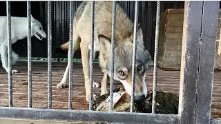Волк Братиш поменял свой характер. Провели водопровод в новый Дом.