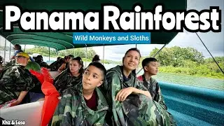 6 Hour Panama Rainforest Wild Sloth and Monkey Tour for $40 #travel #wildlife @multimediavisitpma