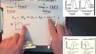 Exothermic and Endothermic vs Exergonic and Endergonic (simplified)